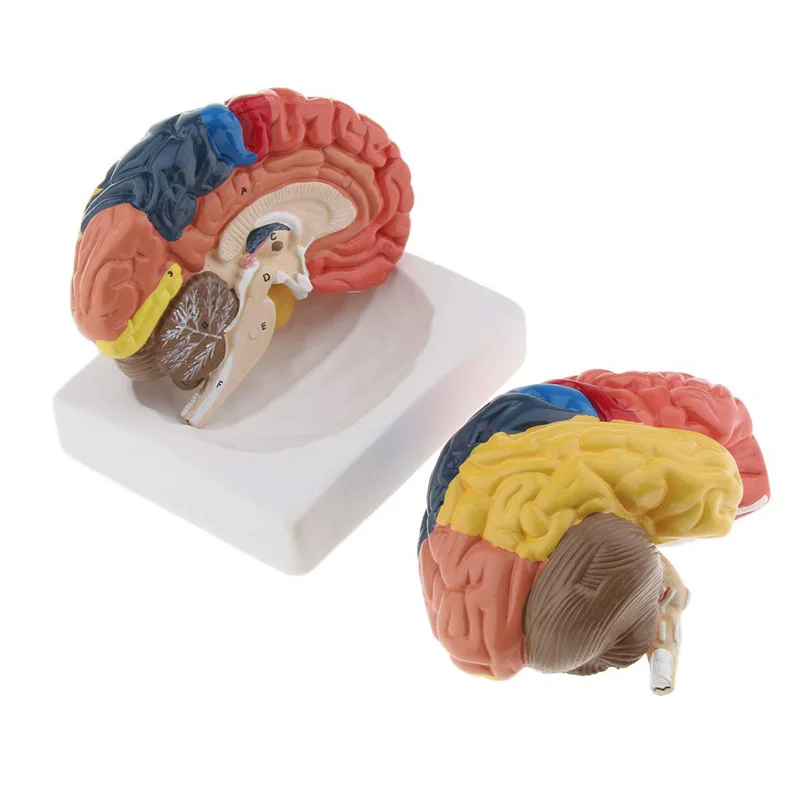 Medical Lab Science - Modelo de cerebro humano anatómico de