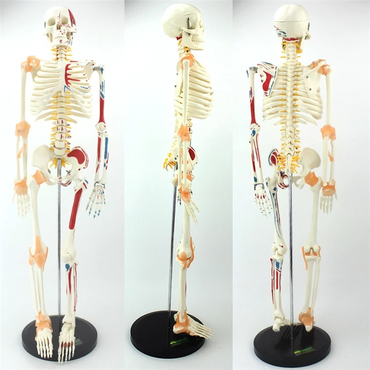 Medical Lab Upgrade - 【OFERTA】Modelo de Esqueleto Humano de Alta