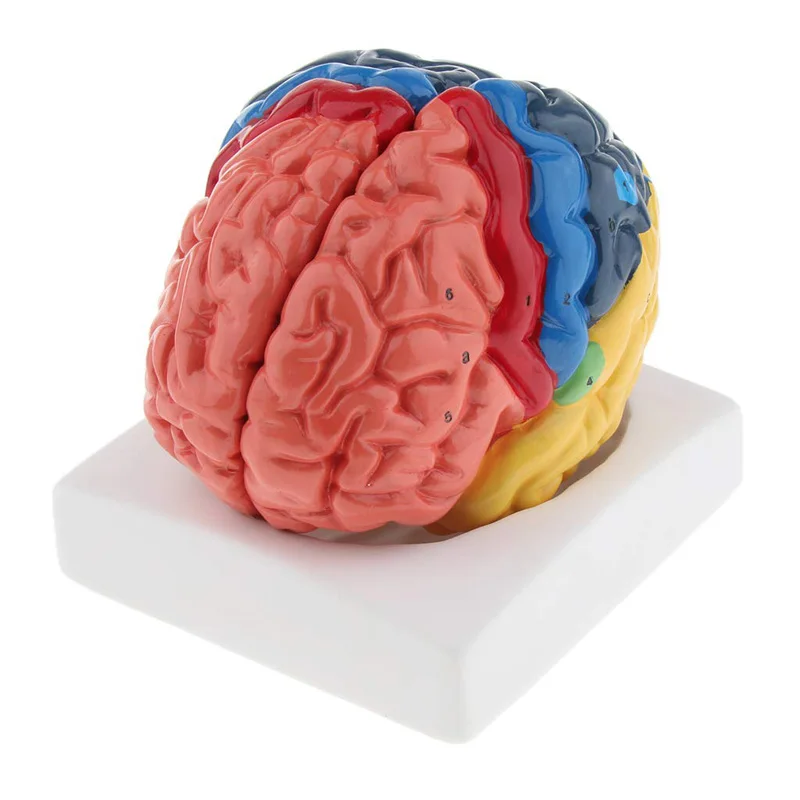 Modelo de cerebro humano anató - Medical Lab Science reseña y precio