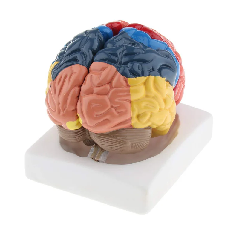Modelo de cerebro humano anató - Medical Lab Science reseña y precio