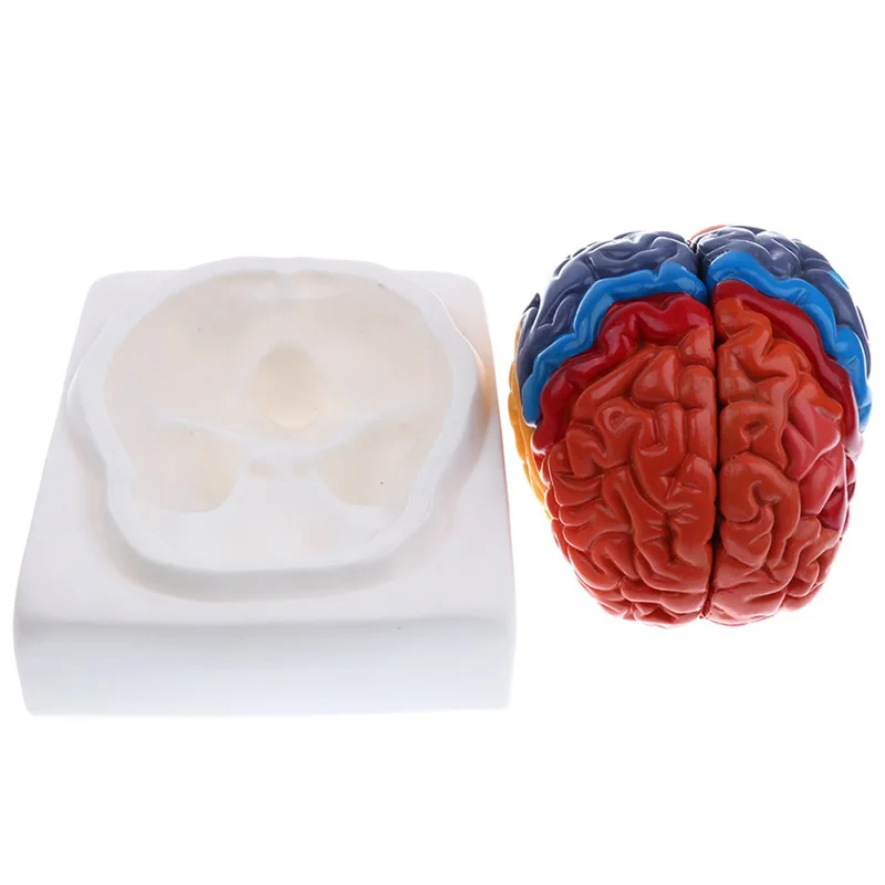 Modelo de cerebro humano anató - Medical Lab Science reseña y precio