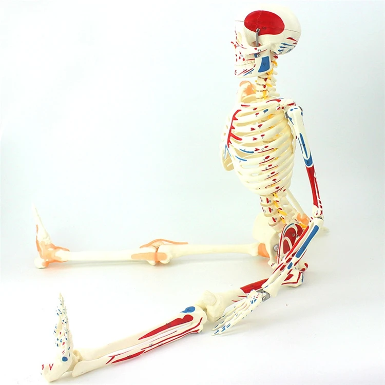 【OFERTA】Modelo de Esqueleto Hu - Medical Lab Upgrade reseña y precio
