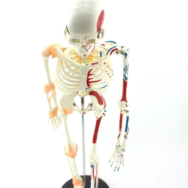 【OFERTA】Modelo de Esqueleto Hu - Medical Lab Upgrade reseña y precio