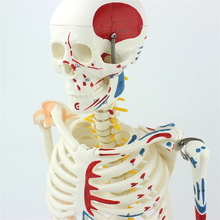【OFERTA】Modelo de Esqueleto Hu - Medical Lab Upgrade reseña y precio